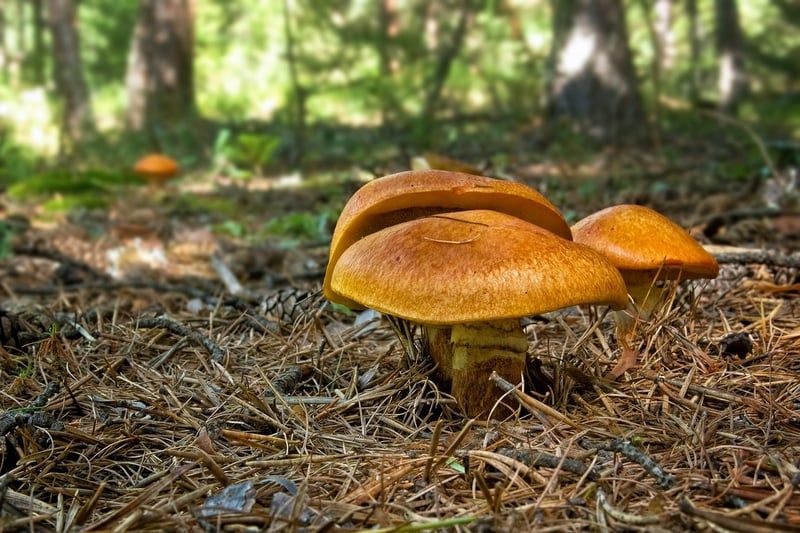 Bolet jaune 2026 : où le trouver et comment le cuisiner sans erreur