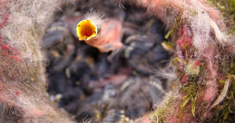 Oisillon mésange : comment l’aider quand on le trouve au sol