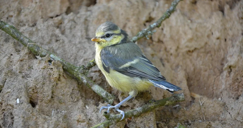 Identifier un oisillon mésange : bleue, charbonnière, ou autre ?