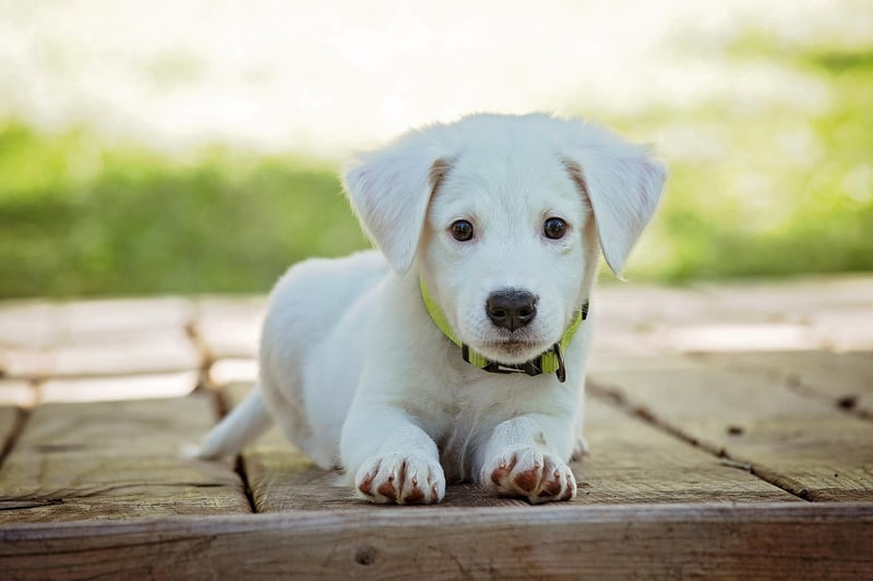 Découvrez les tarifs 2026 pour un chien détecteur de punaises de lit à Paris