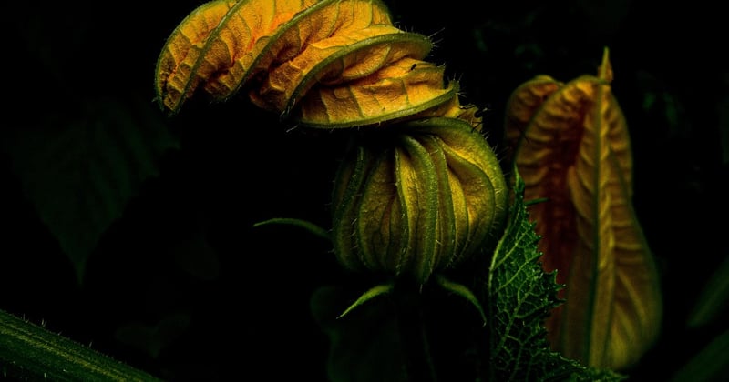 Mon jardinier bio : le guide pour un potager sain et sans effort