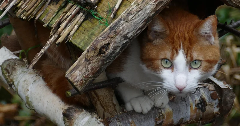 Sécuriser un nichoir contre les chats : les solutions qui marchent