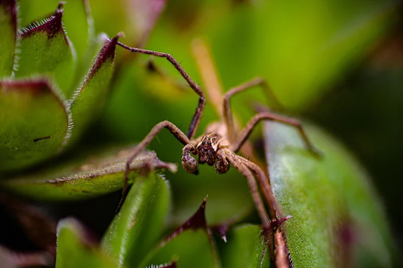 Aoûtats, puces et araignées : les intrus méconnus
