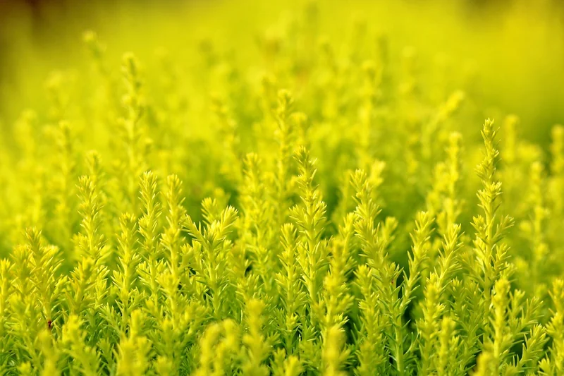 Plantes d'extérieur : le piège des grandes surfaces