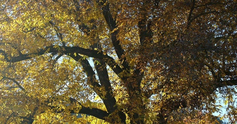 Bouture noyer : la méthode simple pour multiplier votre arbre